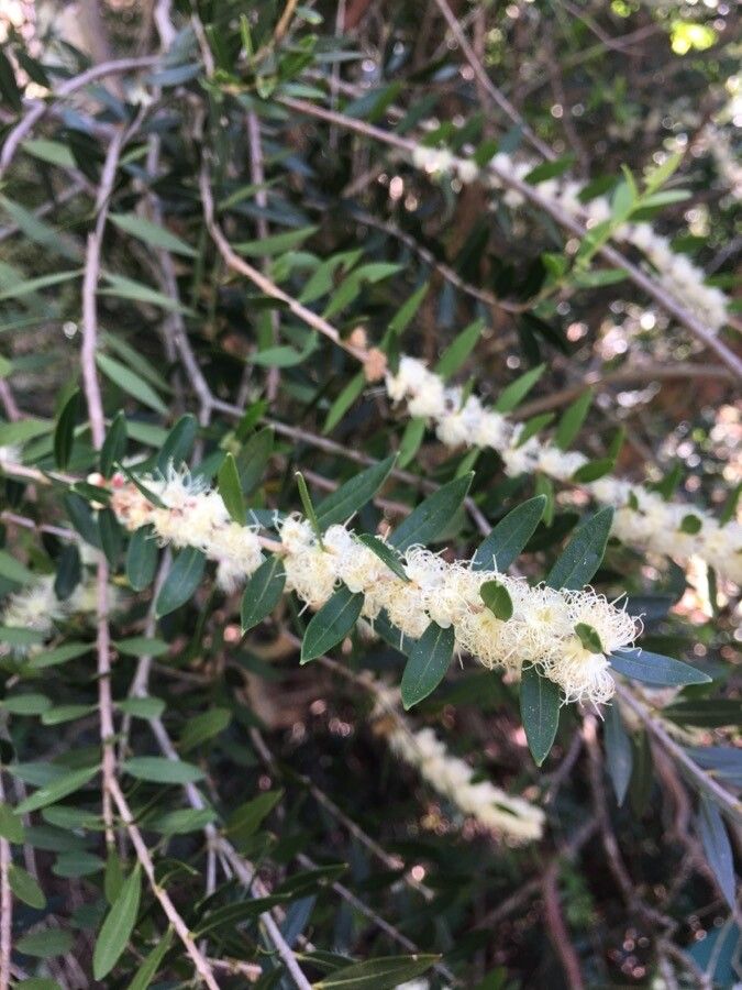 Myrciaria delicatula flower