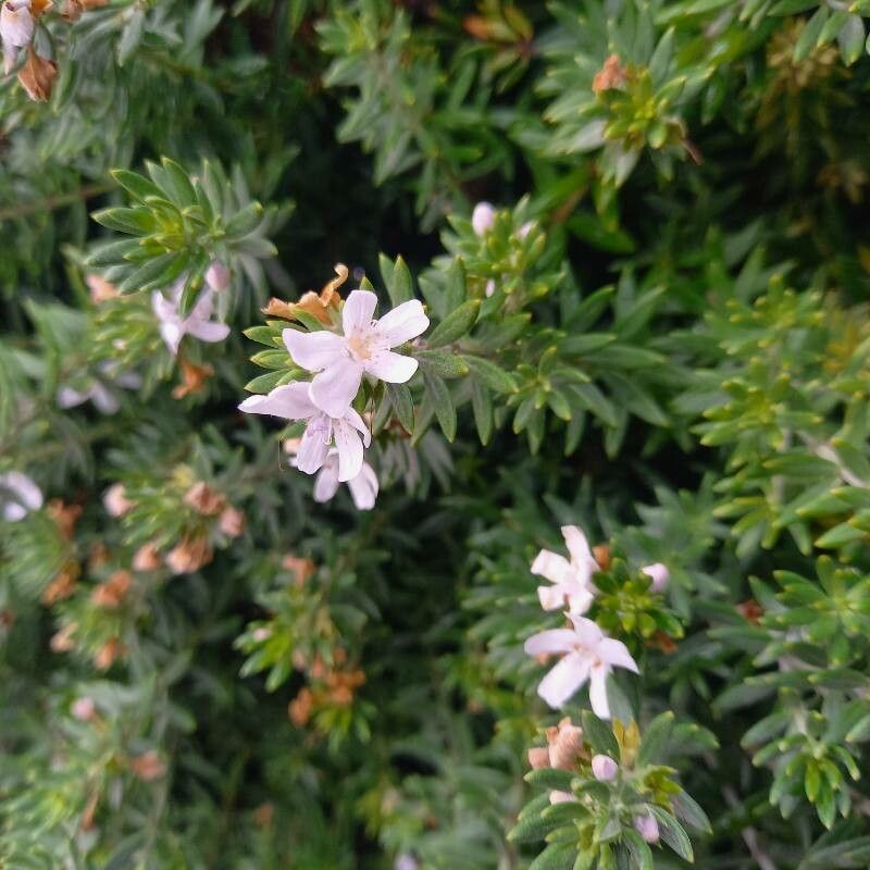 Westringia fruticosa fruit