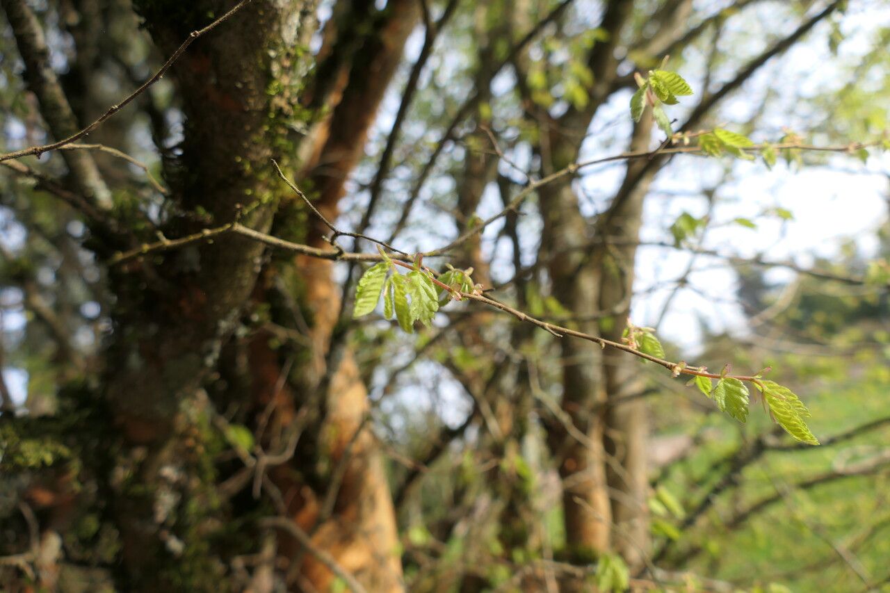 Nothofagus alpina leaf
