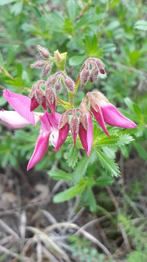 Ononis fruticosa flower