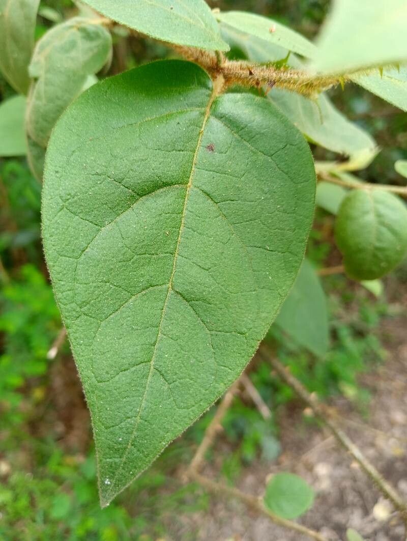 Solanum erythracanthum leaf