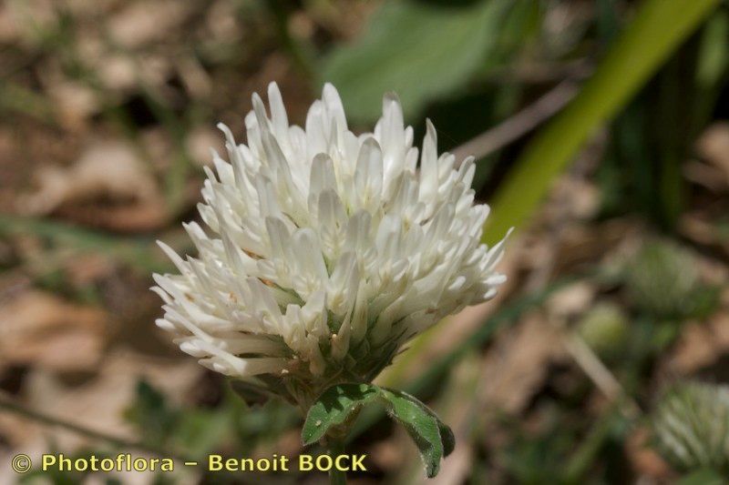 Trifolium baeticum — houseplant care guide