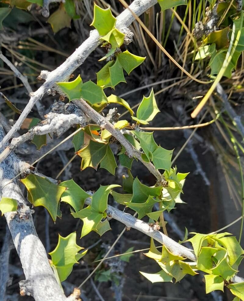 Berberis comberi — houseplant care guide