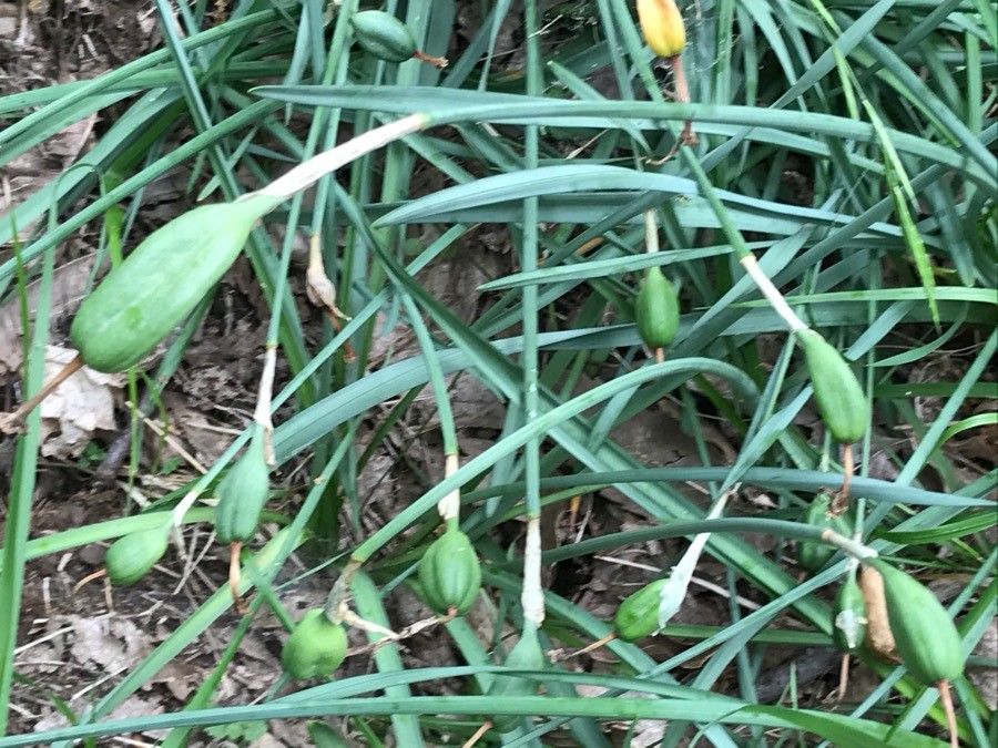 Narcissus papyraceus fruit