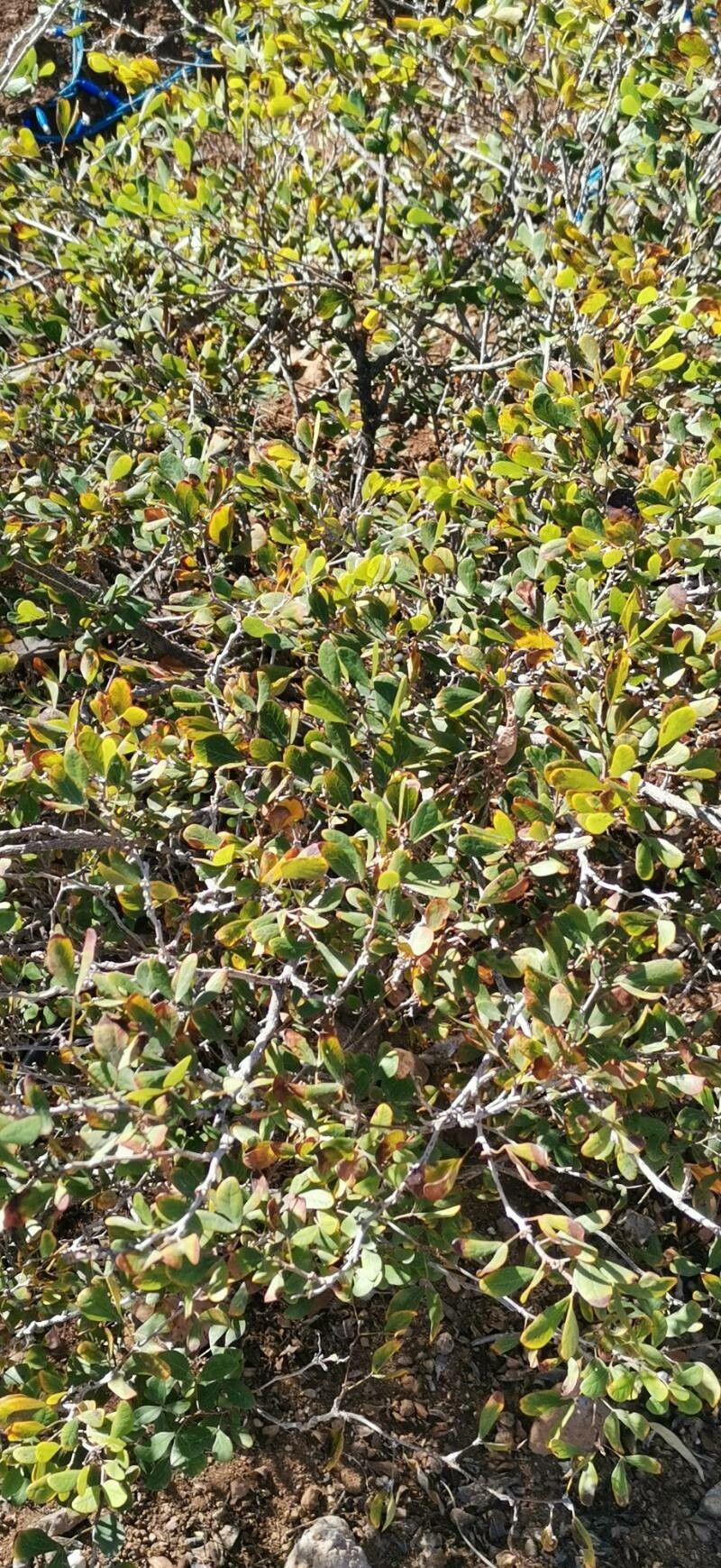 Bauhinia madagascariensis habit