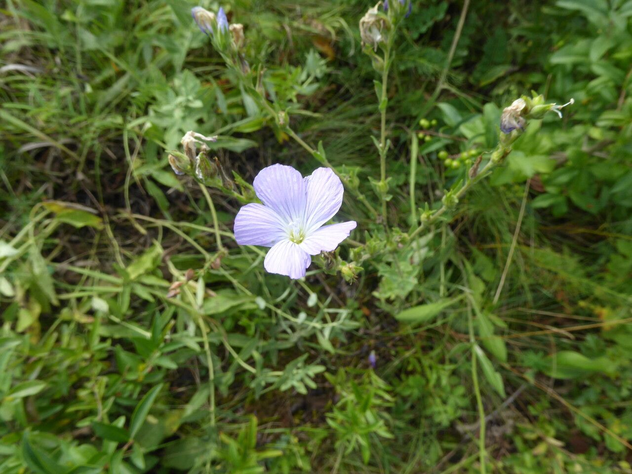 Linum villosum — search result for 'Linum'