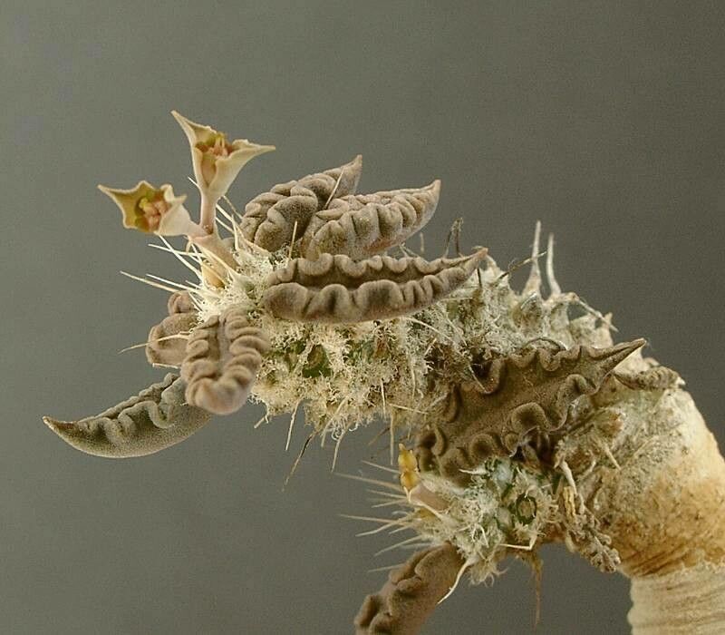 Euphorbia tulearensis — houseplant care guide