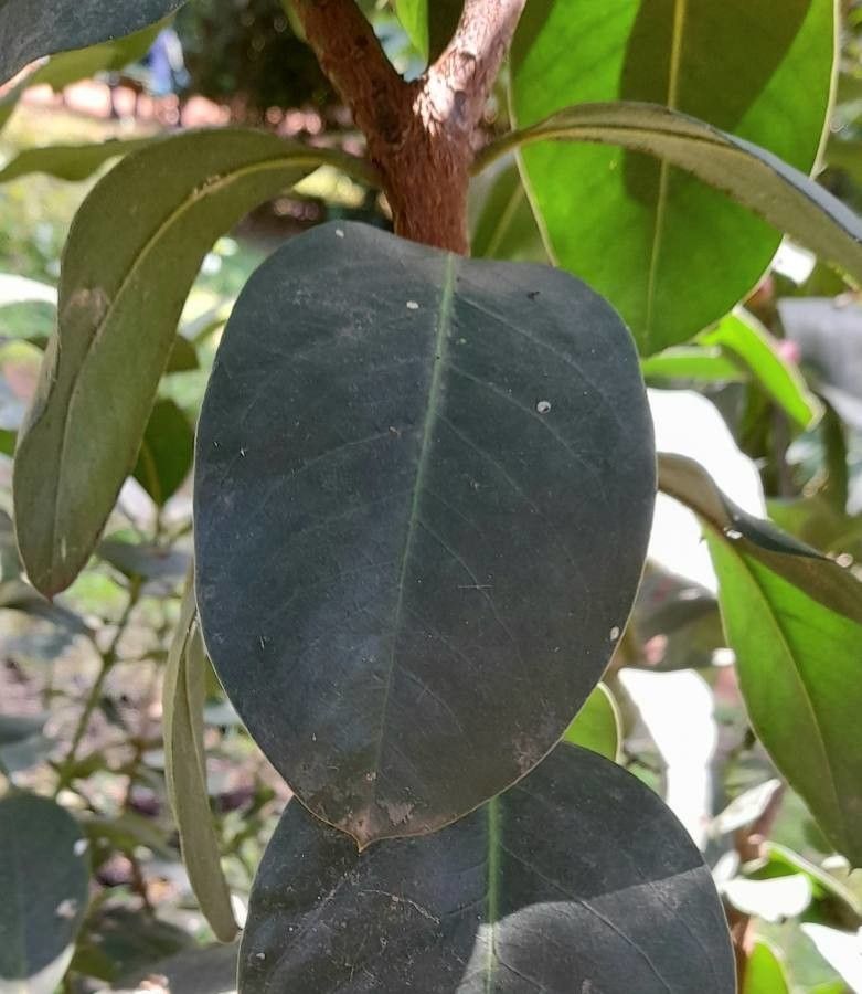 Acokanthera oppositifolia leaf