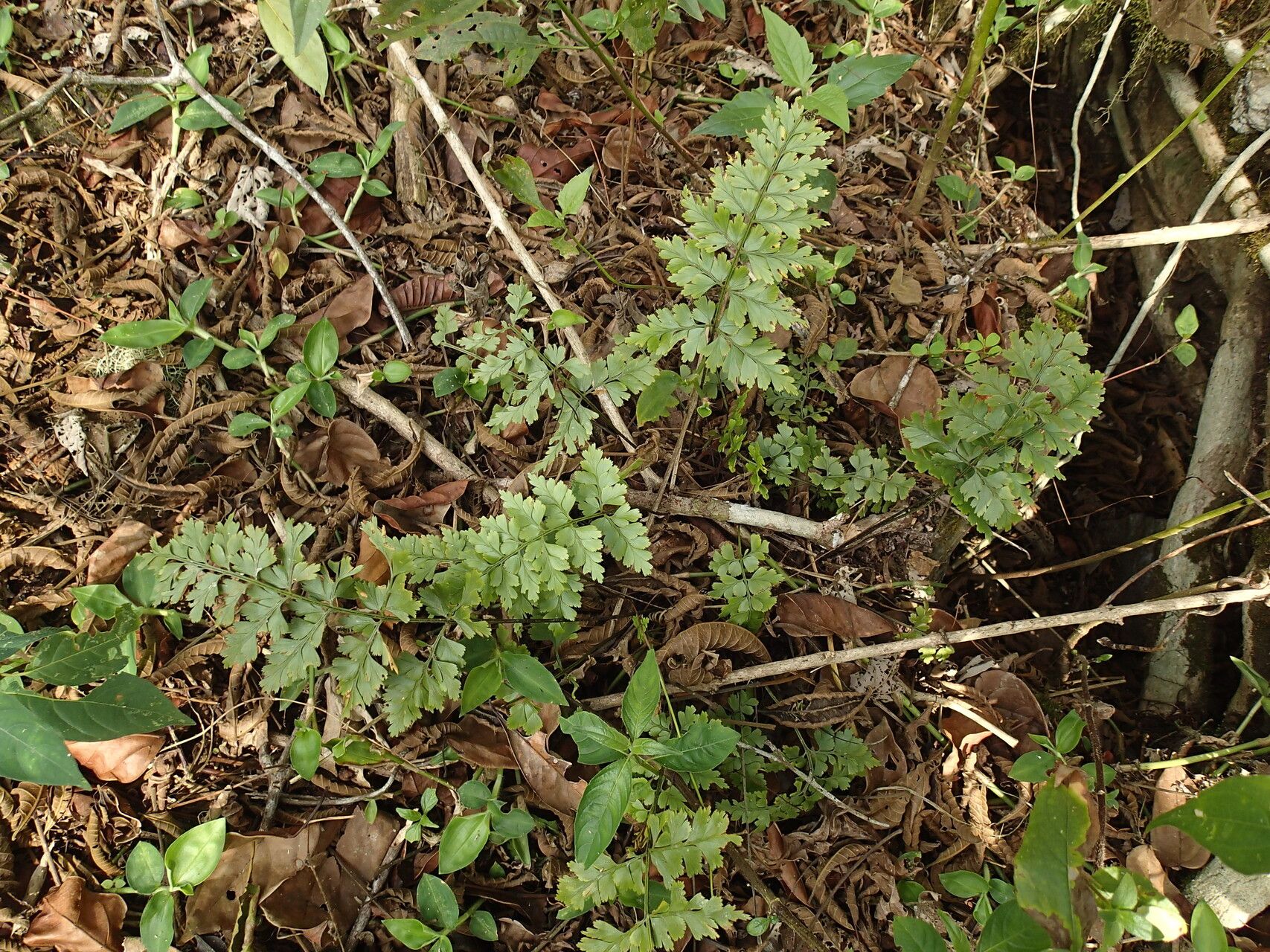 Asplenium buettneri habit