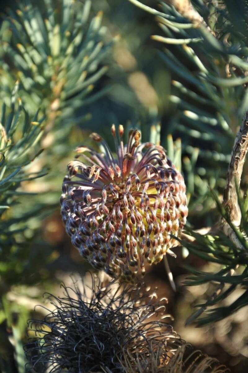 Banksia micrantha — houseplant care guide