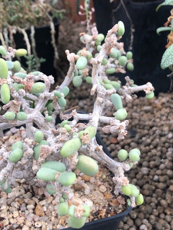 Ceraria pygmaea leaf