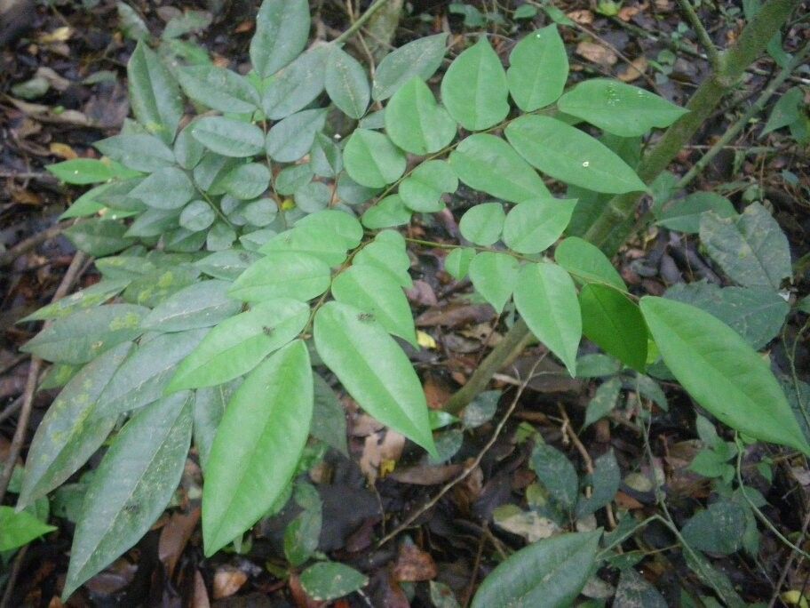 Dalbergia stenopetala — houseplant care guide