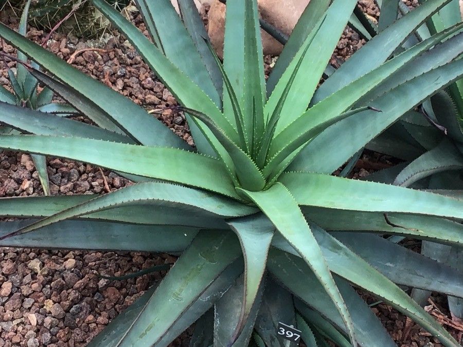 Aloe lutescens — houseplant care guide