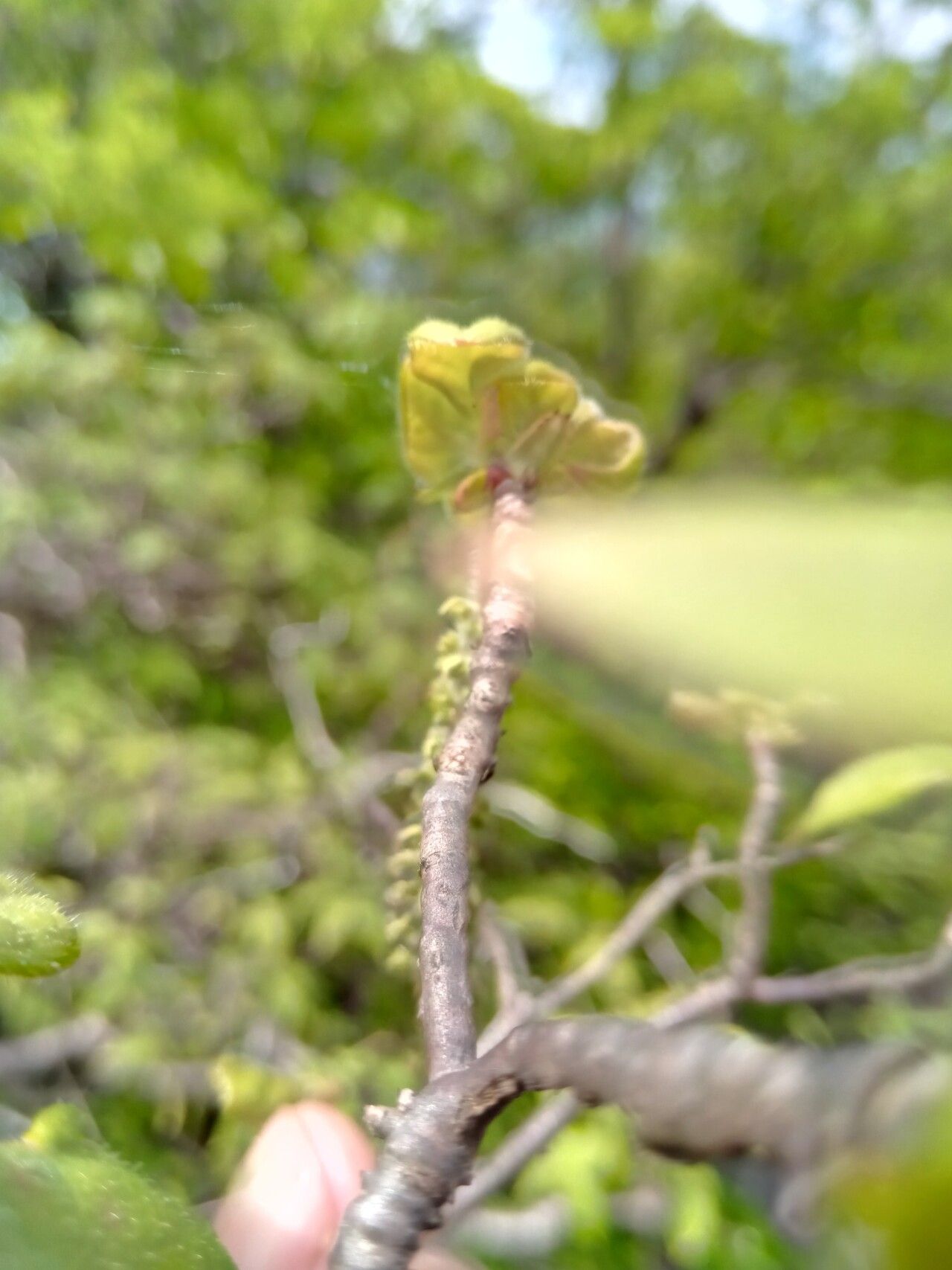 Hymenodictyon louhavate flower