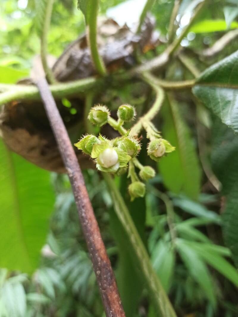 Saurauia montana flower