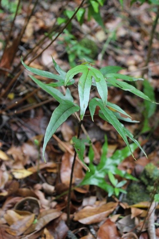 Hernandia mascarenensis habit