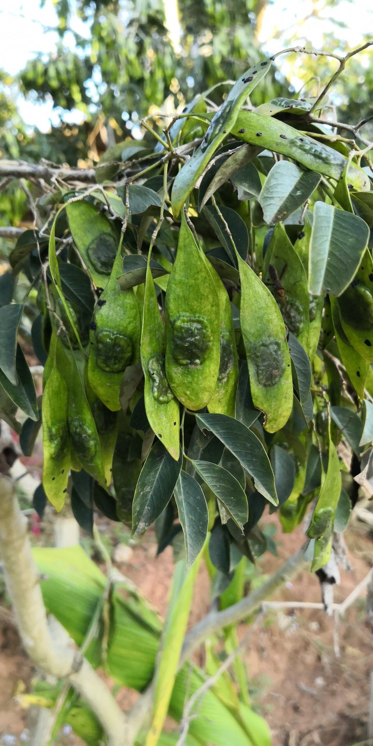 Dalbergia odorifera fruit