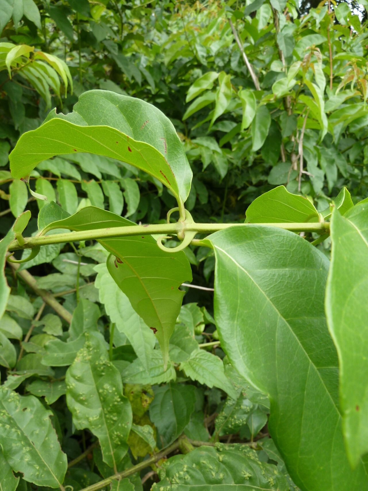 Uncaria africana — related species from the same genus