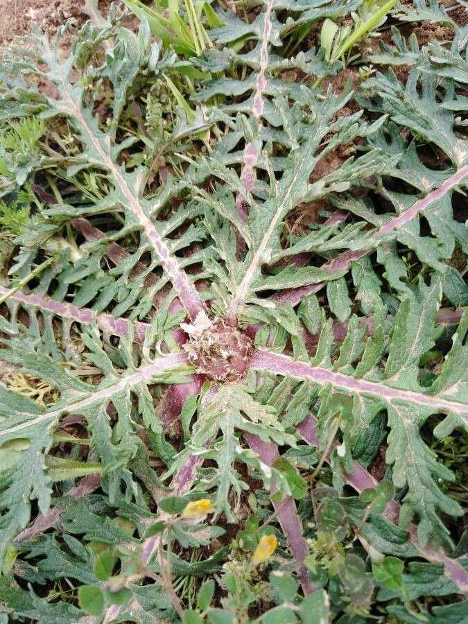 Rhaponticum acaule leaf