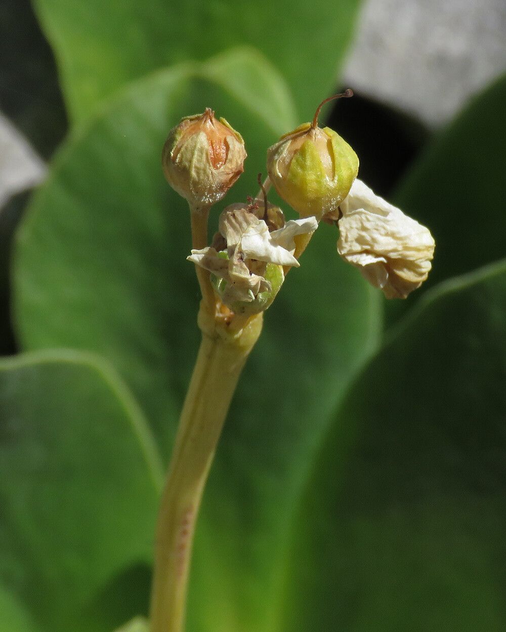Primula lutea fruit