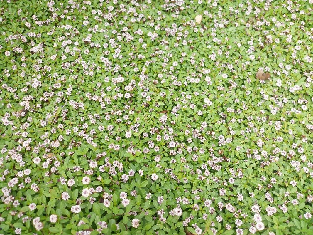 Phyla canescens flower