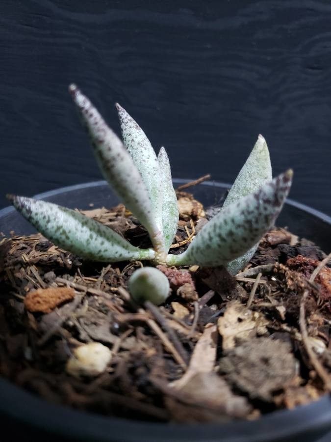 Adromischus filicaulis leaf
