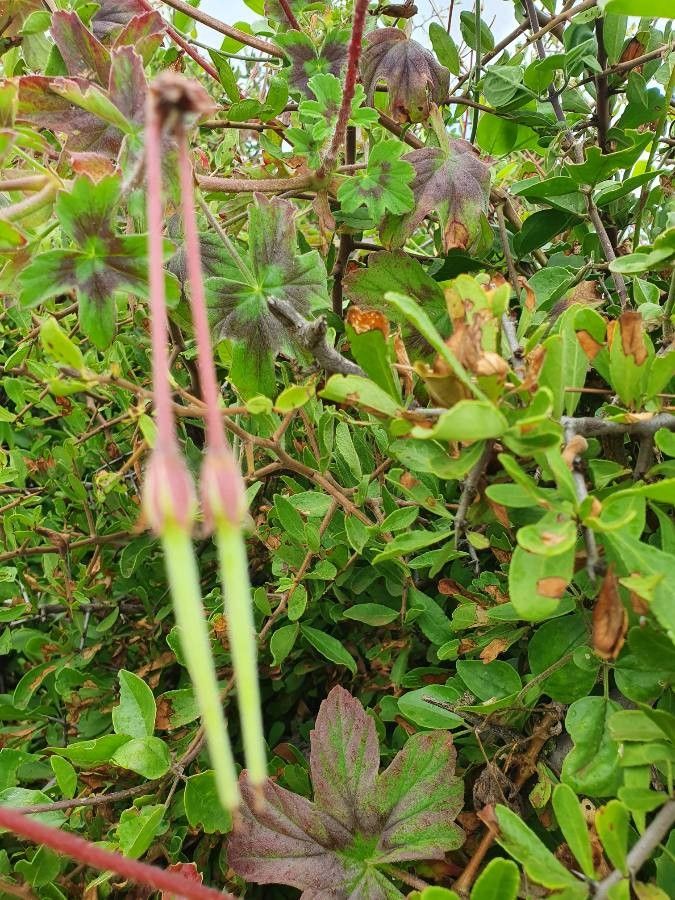 Pelargonium multibracteatum fruit
