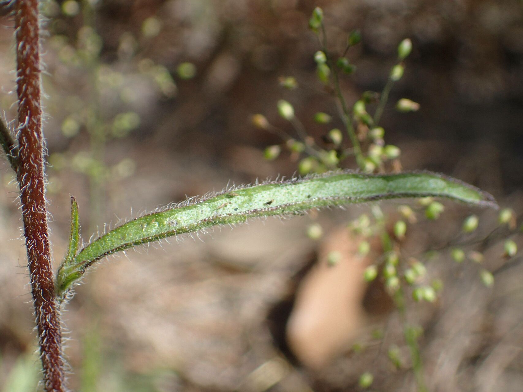 Buchnera hispida — houseplant care guide