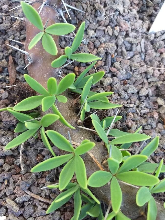 Didierea trollii — related species from the same genus