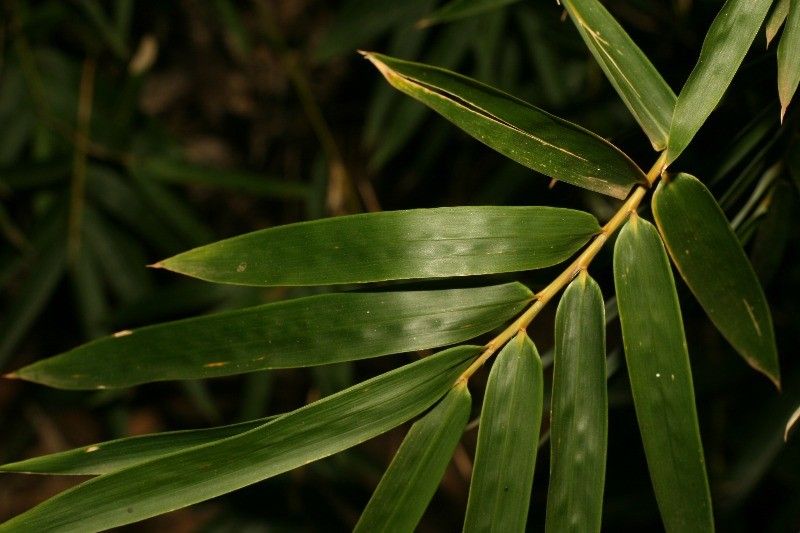 Bambusa multiplex — search result for 'Bamboo'