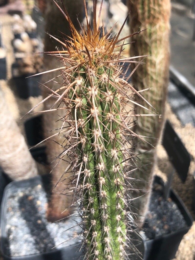 Eulychnia breviflora — related species from the same genus