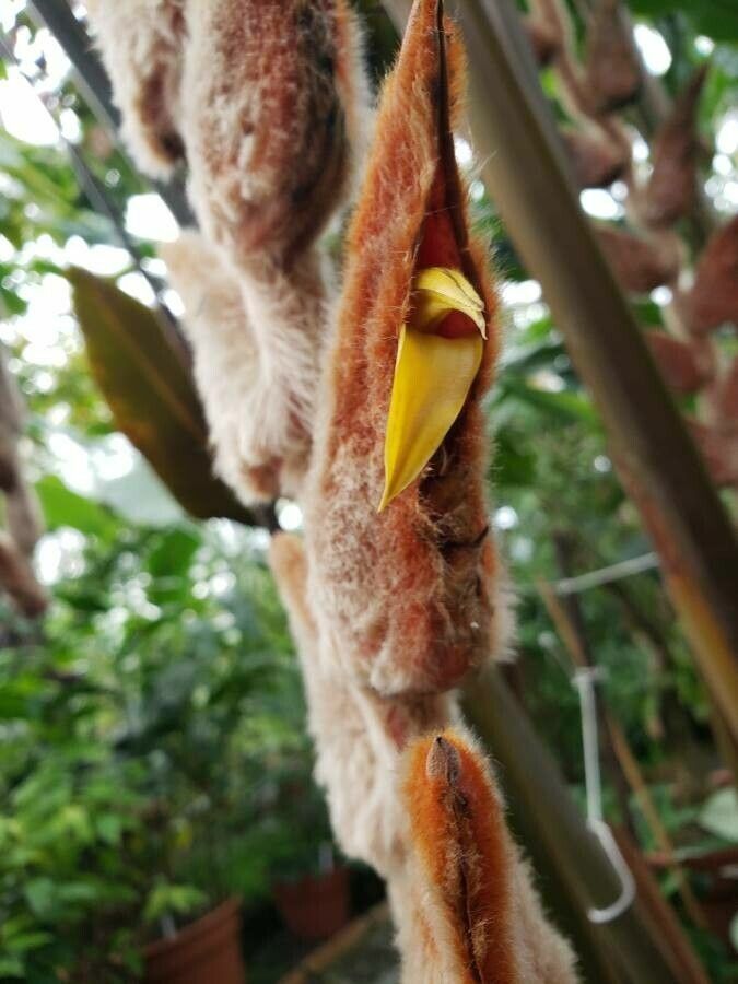 Heliconia vellerigera flower