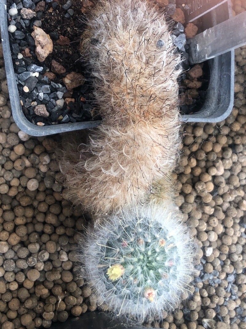 Mammillaria crinita — search result for 'Mammillaria'