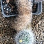 Mammillaria crinita