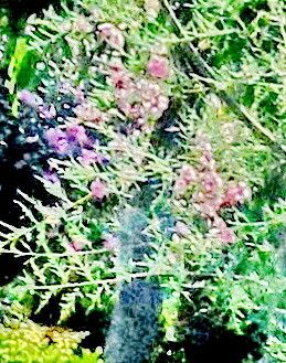 Tamarix gracilis flower