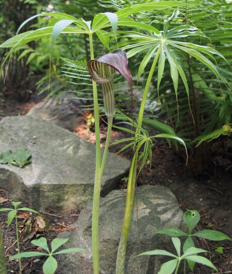 Arisaema erubescens flower