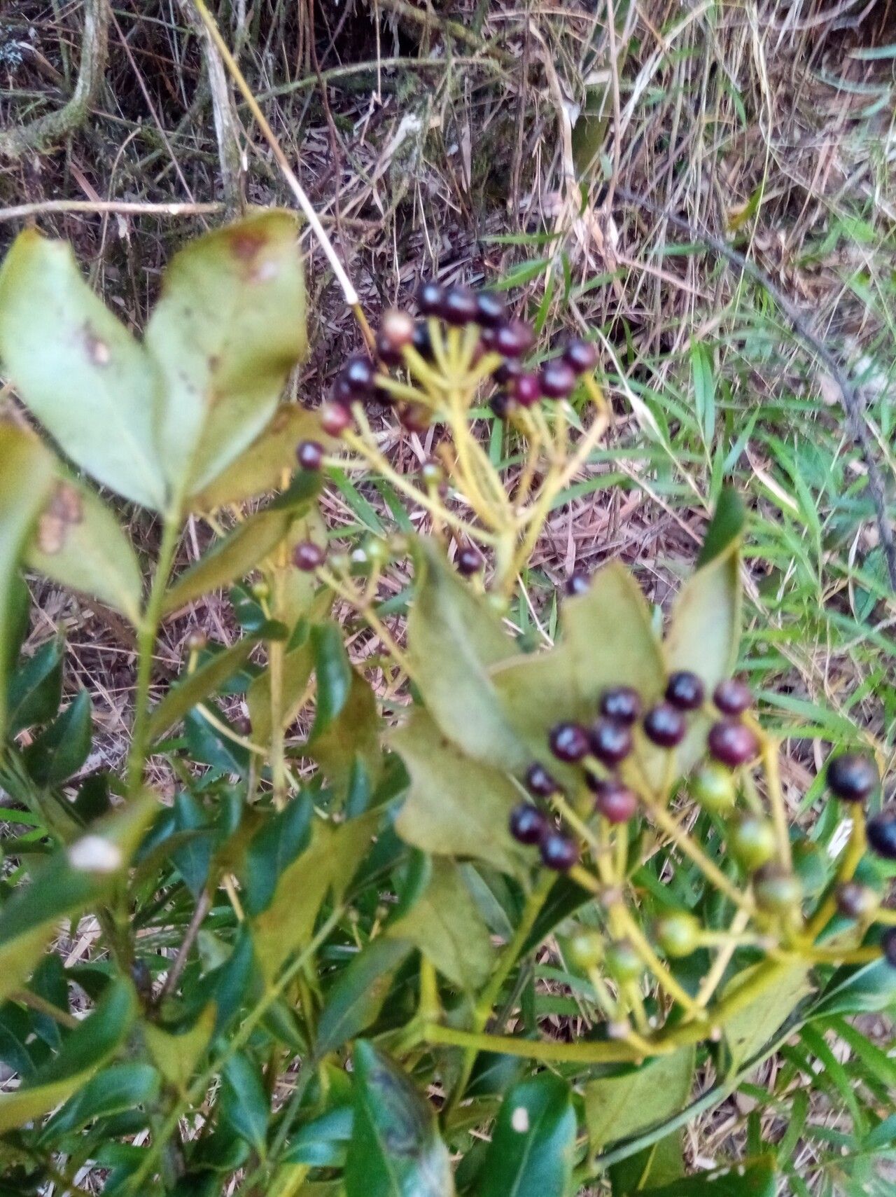 Polyscias fraxinifolia fruit