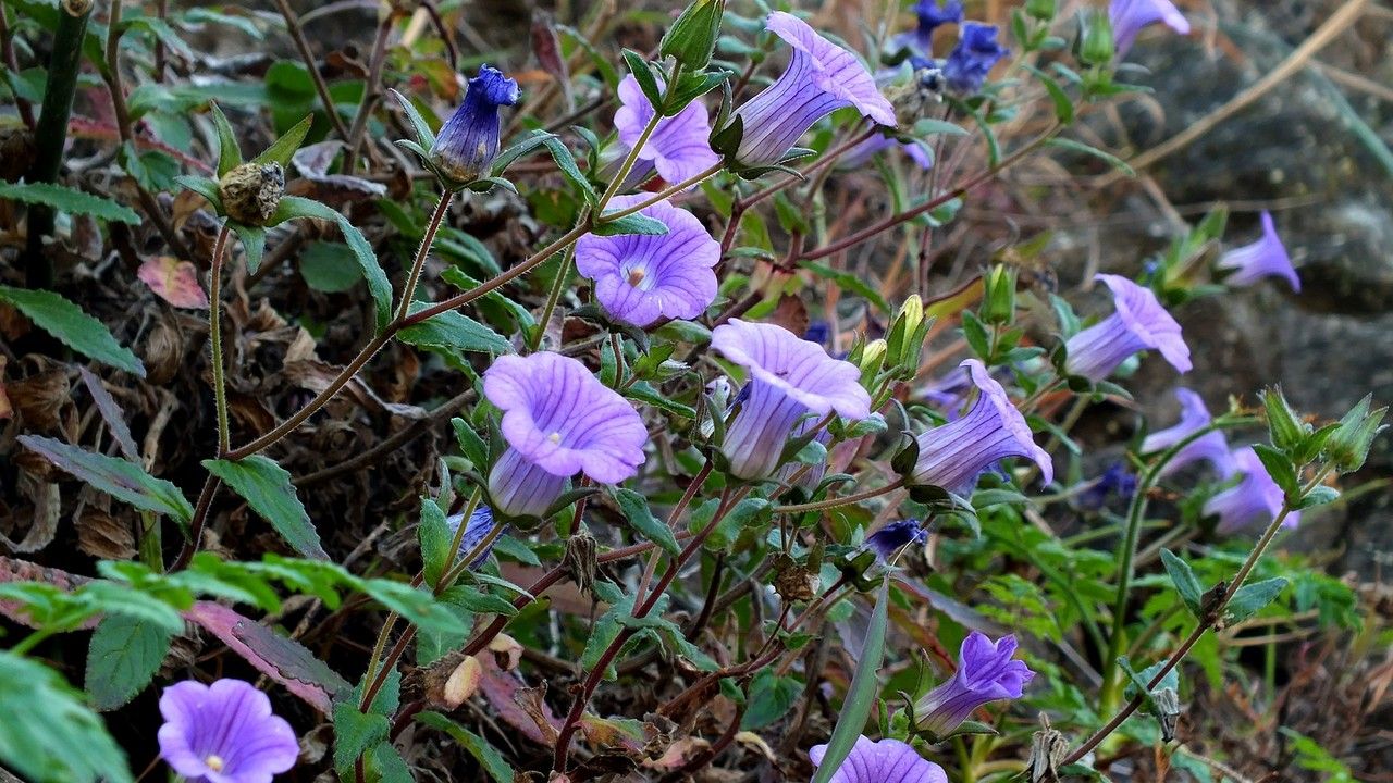 Campanula jacobaea flower