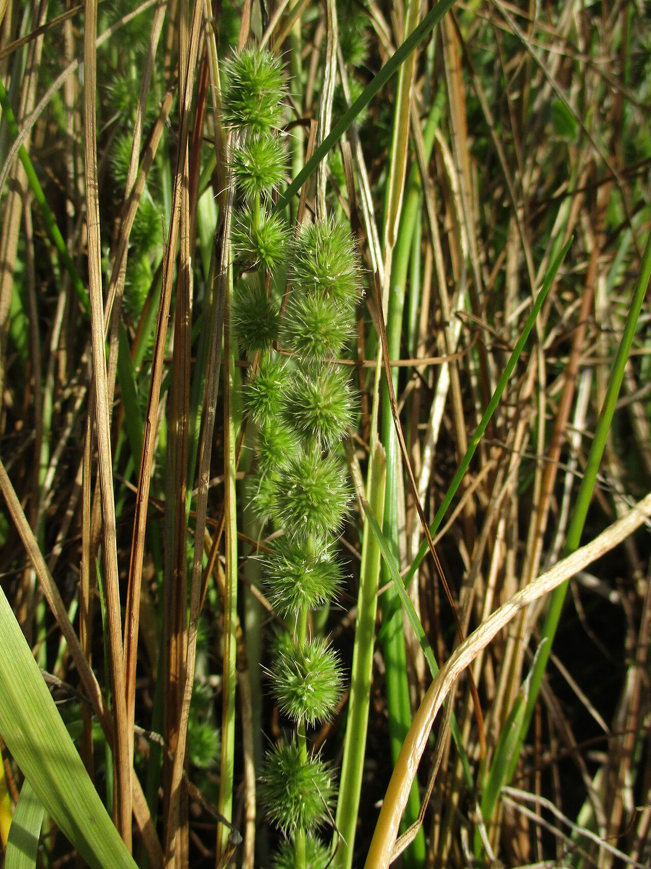 Elytrophorus globularis habit
