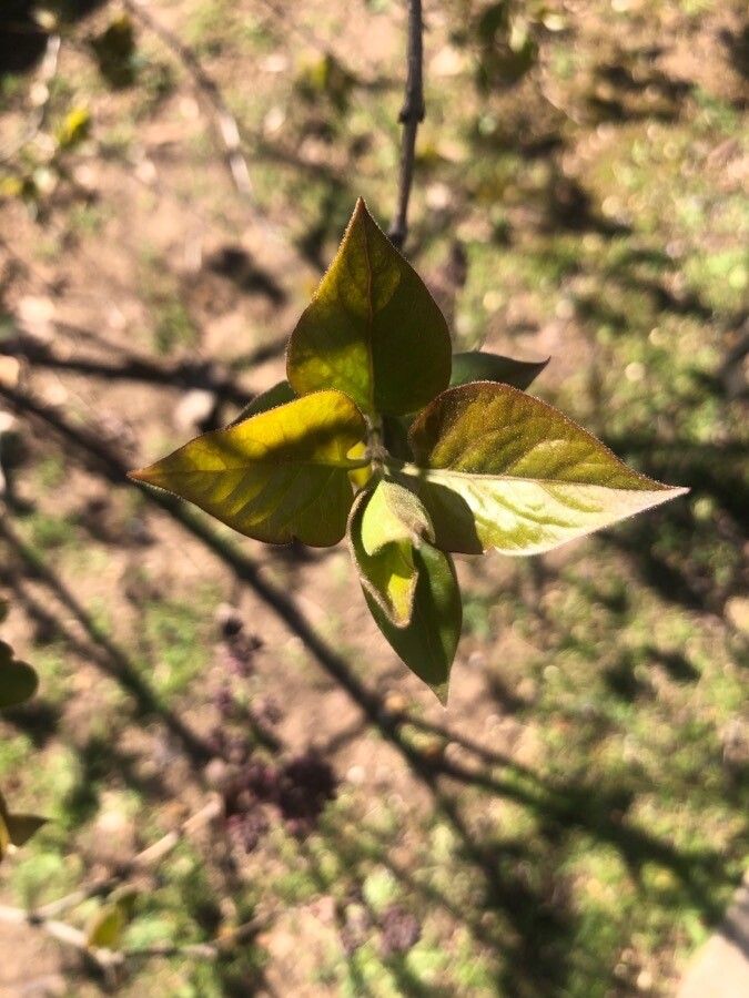 Syringa oblata leaf