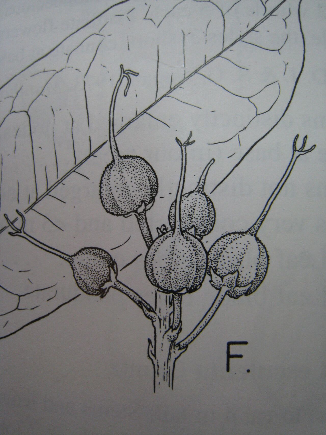 Mabea speciosa other