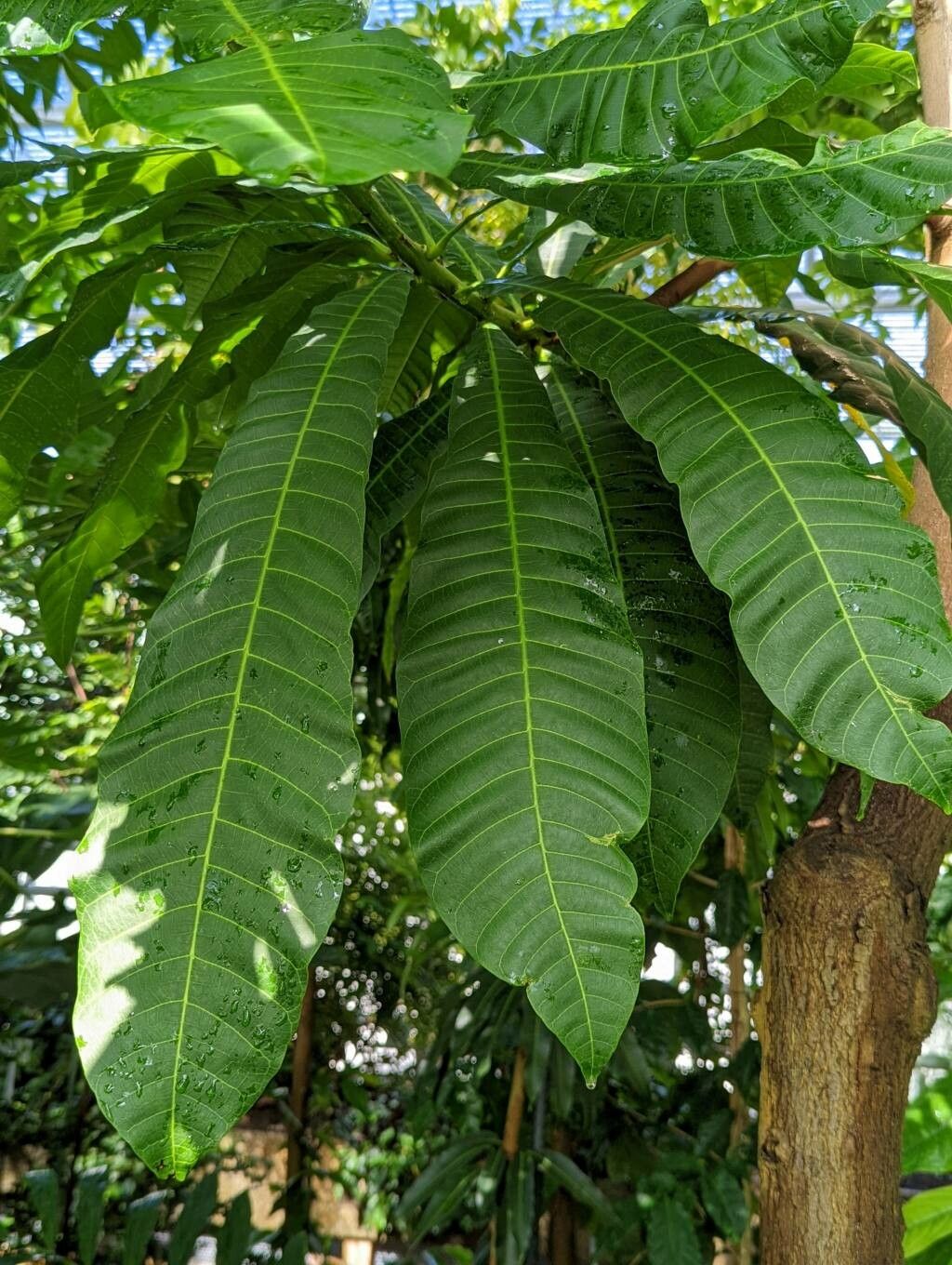 Anacardium occidentale leaf