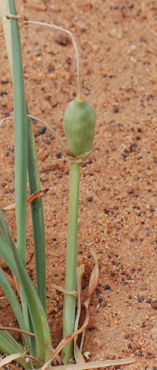 Pancratium trianthum fruit