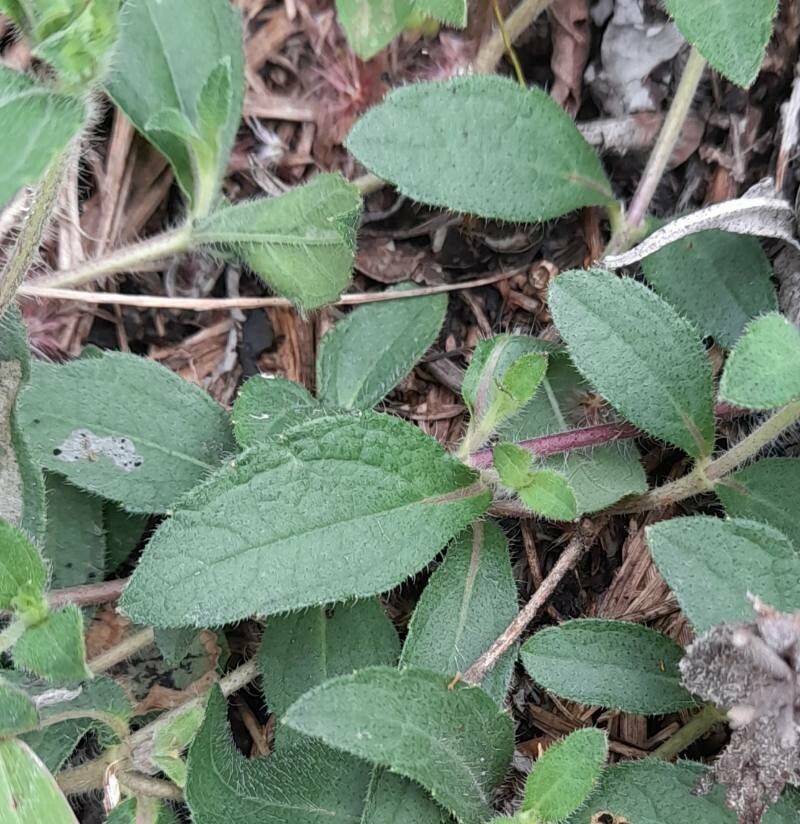 Wedelia montevidensis — related species from the same genus