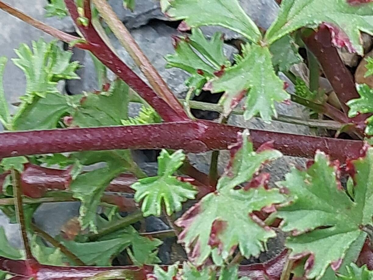 Pelargonium ternatum bark