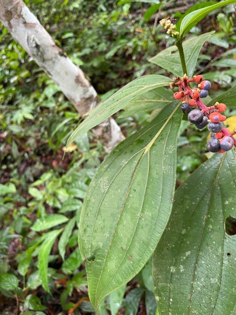 Miconia secungrandifolia — houseplant care guide