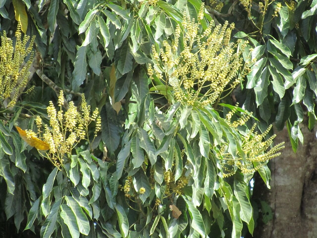 Tachigali costaricensis — houseplant care guide