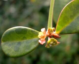 Euphorbia commersonii flower