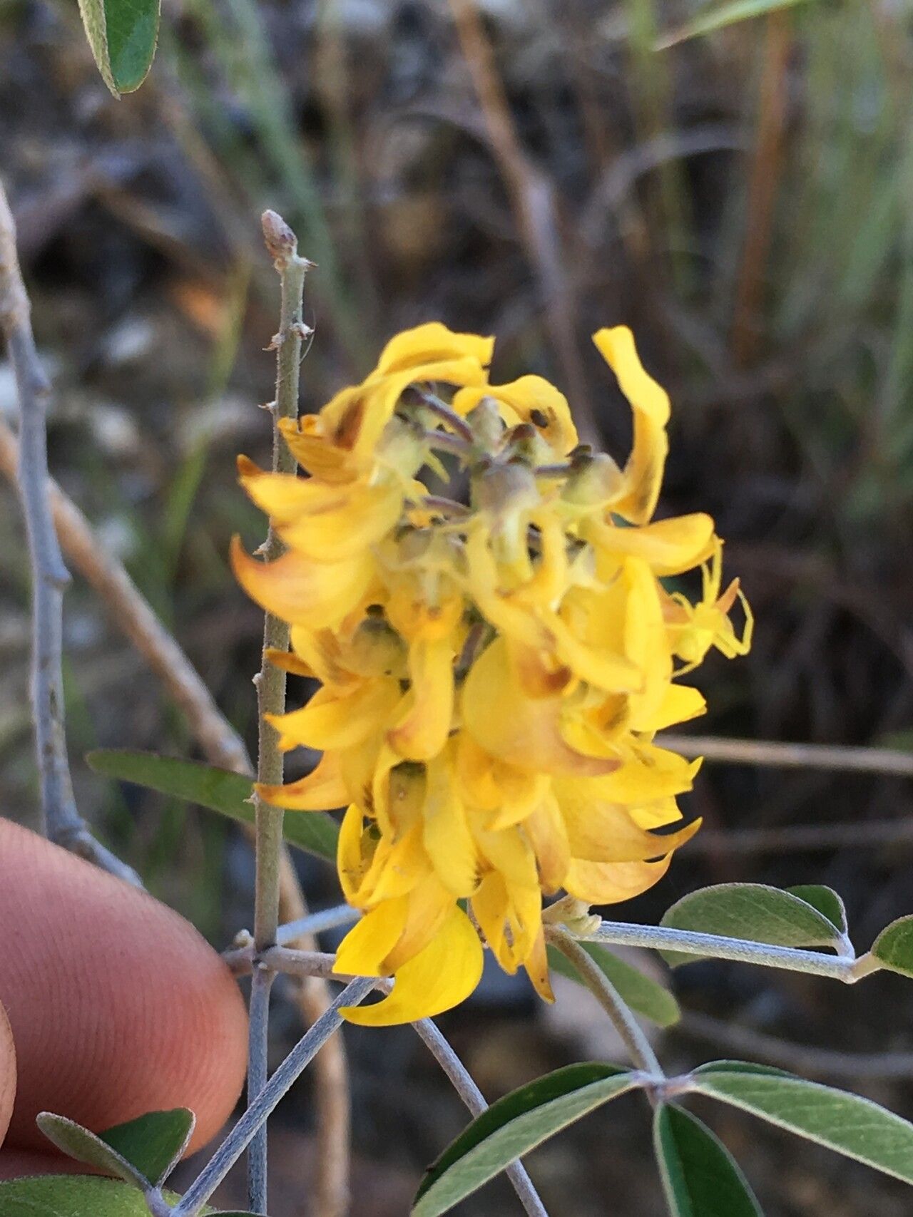 Crotalaria decaryana flower