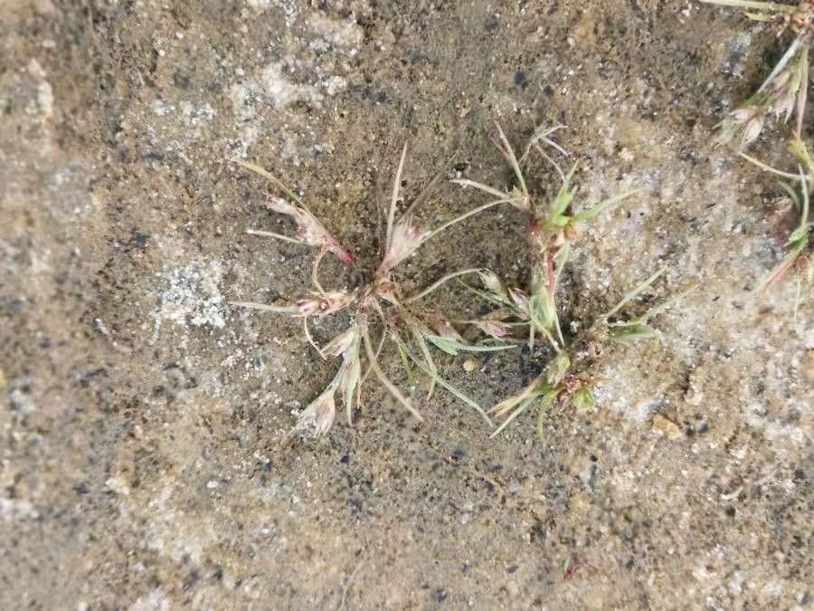 Juncus pygmaeus flower